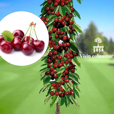 Descoperă 👉️ Pom fructifer Vișin Columnar, un soi autofertil perfect pentru grădina ta. Rezistență la temperaturi scăzute, boli și dăunători. Comandă acum!