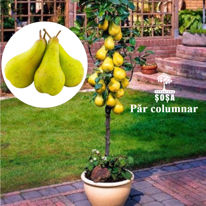 Par galben columnar: Descriere, Proprietati si Perioada de recoltare Descoperă par columnar galben - fructe dulci, zemoase și aromatic. O alegere excelentă pentru grădini și livezi. Cumpără acum! 🍐🛒