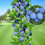 Prun Columnar - alegerea perfectă pentru cei cu spațiu limitat. Creștere verticală, fructe gustoase și un aspect uimitor! 🛒🌳