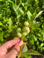 Afin Spartan anul 3 - la ghiveci - imagine 4