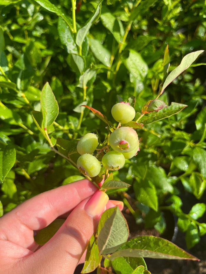 Afin Spartan anul 3 - la ghiveci - imagine 4