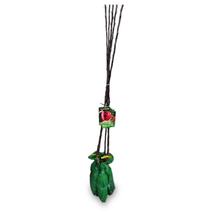 Pom fructifer Măr Red Love - este un soi de măr de vară-toamnă, de vigoare mică-mijlocie, autopolenizator. Acest soi impresionează prin merele sale unice😍