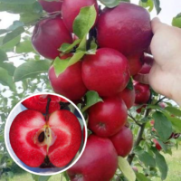Pom fructifer Măr Red Love - este un soi de măr de vară-toamnă, de vigoare mică-mijlocie, autopolenizator. Acest soi impresionează prin merele sale unice😍