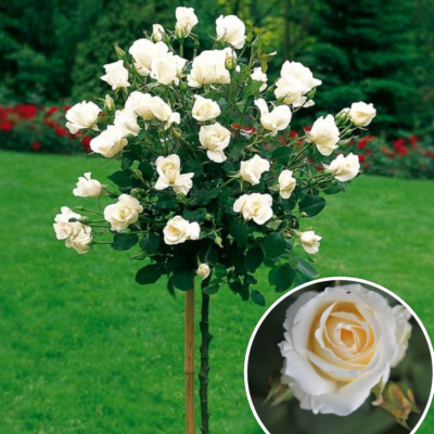 Descoperă Trandafirul tip pomișor Chopin la dimensiunea ideală: 120 -140cm! Cumpără-l astăzi și bucură-te de parfumul său!