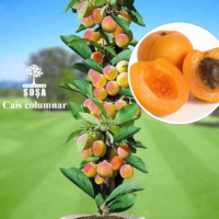 Cumpără acum Pom fructifer Cais Columnar! Ușor de întreținut și rezistent la îngheț, acest pom fructifer îți va oferi fructe delicioase în iulie-august. 😍