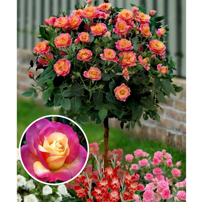 Trandafir tip pomișor Orient Express este o varietate distinctivă, renumită pentru flori mari și pline.Este apreciat pentru frumusețea sa excepțională .🌹