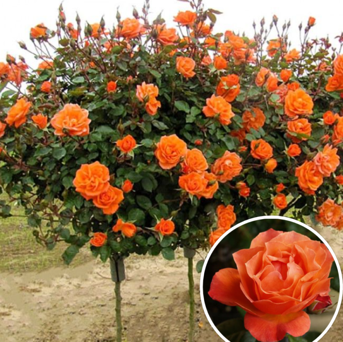 Trandafir tip pomișor Honolulu, Rădăcină ambalată - imagine 1