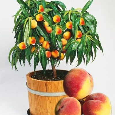 Adaugă un strop de deliciu grădinii tale cu piersic pitic. Producție abundentă de fructe dulci și suculente. Comandă acum! 🍑🛒