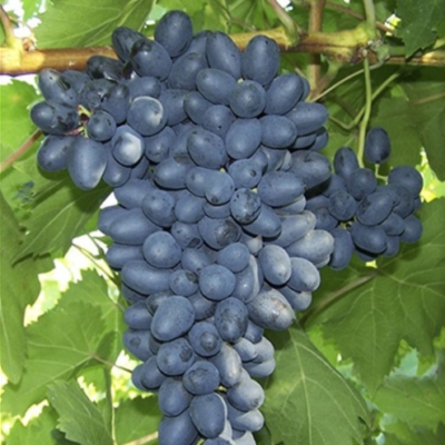 Fără sâmburi, zemoși și delicioși! Attika este soiul perfect de struguri pentru tine. Savurează aroma îmbietoare a acestor fructe! 🍇🛒
