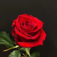 Transformă-ți grădina într-un paradis cu Grand Gala la ghiveci. Inflorire de lungă durată și o culoare intensă. Cumpără acum! 🌹🛒