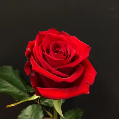 Transformă-ți grădina într-un paradis cu Grand Gala la ghiveci. Inflorire de lungă durată și o culoare intensă. Cumpără acum! 🌹🛒