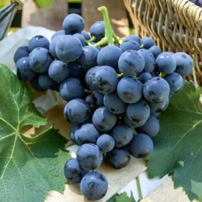 Descoperă viţa de vie Alphonse Lavallee (de masă), un soi viguros și productiv, cu struguri mari și delicioși. Alege calitatea în propria grădină! 🍇