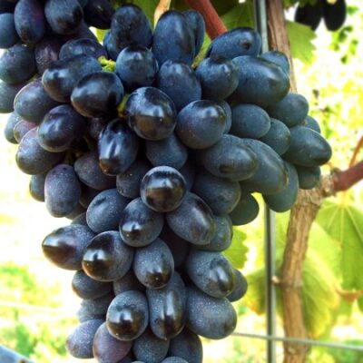 Descoperă soiul rezistent Black Magic, unul dintre cele mai populare soiuri românești. Cultivă fără griji și cu tratamente minime! 🍇🛒