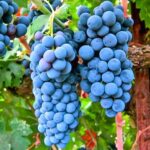 Descoperă Cabernet, un soi cu vigoare mijlocie, cu boabe mici și o culoare albastru închis. Vinul rezultat este parfumat și cu o culoare frumoasă. 🍇