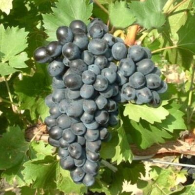 Descoperă Nero, soiul perfect pentru grădina ta! Strugurii mari și aromati te vor cuceri cu siguranță. Cumpără acum! 🍇🛒