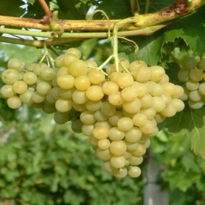 Gustă și bucură-te de vița de vie Palatina! 👉️ Soiul cu corzi multe, boabe galben-aurii și pulpa zemoasă!Comandă acum! 🍇🛒