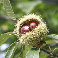 Pom fructifer Castan comestibil: miros și gust unic!🤩 Încercați castanul comestibil, rezistent și frumos, crescut pe teritoriul românesc.🌳