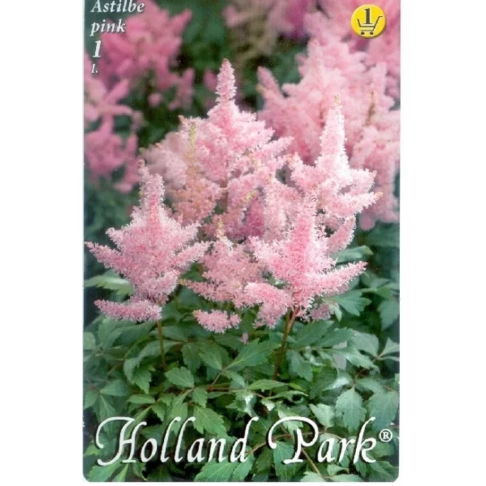 Astilbe Pink - Bulbi de Flori - florile sunt grupate în spicuri conice sau piramidale, care se ridică deasupra frunzișului și adaugă un aspect remarcabil în grădină. 🌸🛒