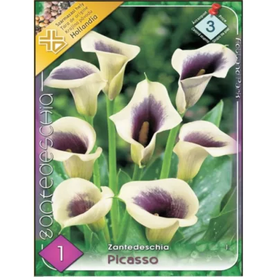 Îmbogățește-ți grădina cu Zantedeschia Picasso! Aceste flori uimitoare, care înfloresc până în septembrie, vor aduce farmec și culoare în grădina ta.🌸