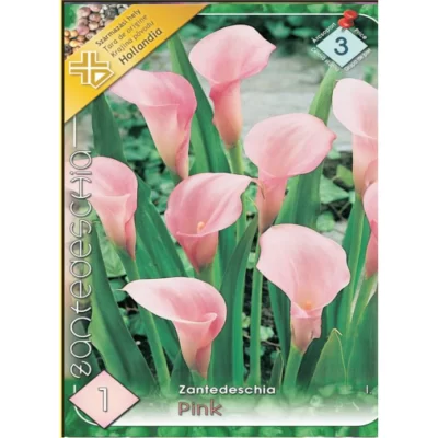 Bucură-te de eleganța și culoarea trandafirului Zantedeschia pink în grădina ta. Cumpără acum și transformă-ți spațiul într-un paradis floral! 🌸