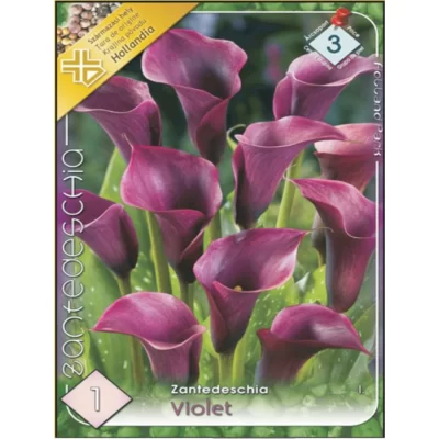 Adaugă un strop de culoare în grădina ta cu Zantedeschia violet! Această floare îți va încânta priviriea. Achiziționează-o acum! 🌸