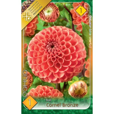 👉️ Dahlia ball Cornel Bronze ideală pentru borduri, grădini de flori, aranjamente florale și ghivece. Nu rata si comandă acum!🌼