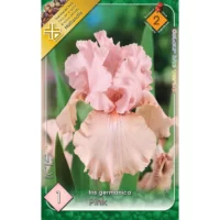 Adaugă un strop de culoare grădinii tale cu Iris germanica Pink. O alegere perfectă pentru Martie-Aprilie și Mai-Iunie, cu o înălțime de 40-60 cm. 🌸