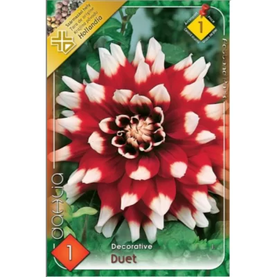 Dahlia decorative Duet ideală pentru borduri, grădini de flori, aranjamente florale și ghivece.Nu rata și comandă acum! 🌼