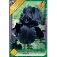 Bucură-te de splendoarea Iris germanica Black în grădina ta! Flori uimitoare în Martie-Aprilie și Mai-Iunie. Cumpără acum! 🌻