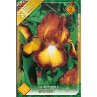 Descoperă frumusețea Iris germanica Bronze, cu flori elegante în nuanțe de bronz. Înălțimea sa atinge 40-60 cm. Comandă acum!🌸