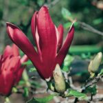 Magnolia Liliflora Nigra la ghiveci