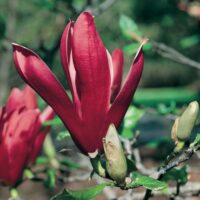 Magnolia Liliflora Nigra la ghiveci