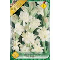 Polianthes tuberosa (Tuberoza alba, 2 buc)