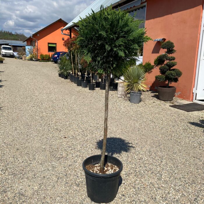 Leylandii Copacel arbust sau copac conifer cu creștere rapidă 🌿 Descoperă Leylandii Copacel :Utilizat pentru a forma garduri vii sau garduri de protecție, datorită creșterii sale rapide și a densității coroanei. 🌿🛒