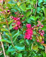 Liliac indian - Pepiniera Sosa