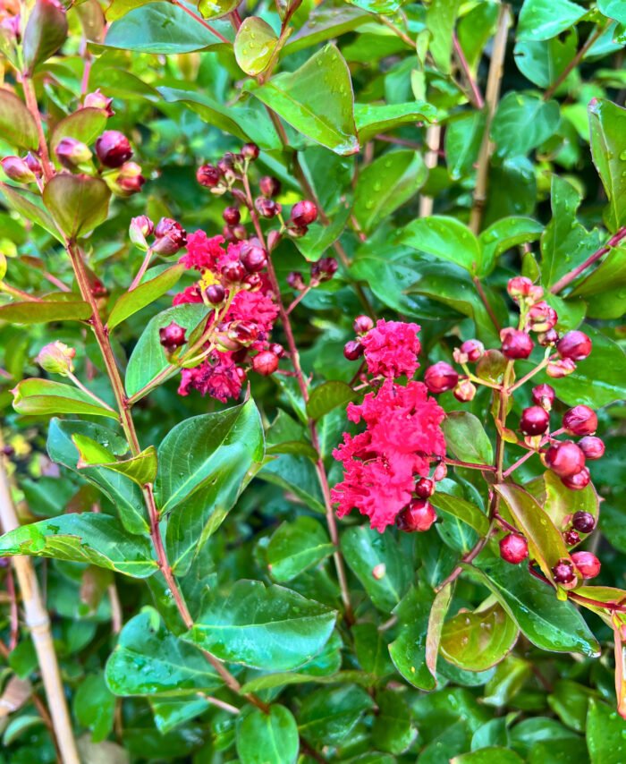 Liliac indian - Pepiniera Sosa