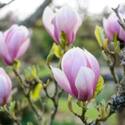 Descoperă frumusețea magnoliei Soulangeana - un arbore ornamental cu flori roz și parfum îmbătător. Alege-o acum pentru grădina ta! 🌸