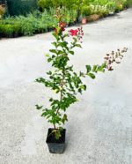 Liliac indian - Pepiniera Sosa