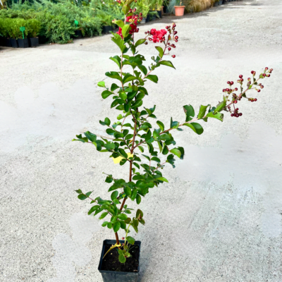 Liliac indian - Pepiniera Sosa