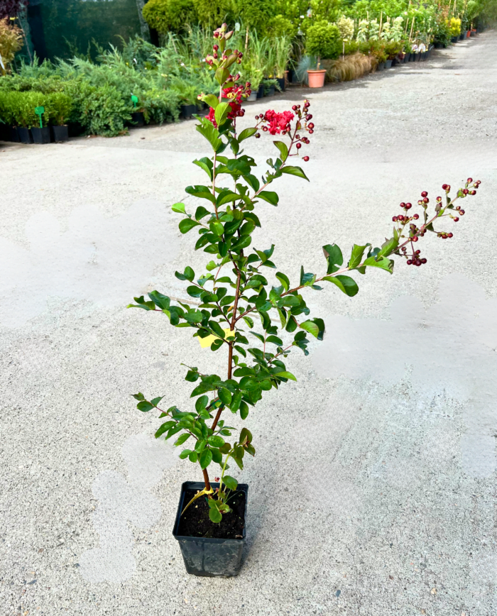 Liliac indian - Pepiniera Sosa