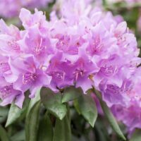 Rhododendron (Azaleea) Grandiflorum este cunoscută pentru florile sale mari și bogate și pentru aspectul său ornamental în grădini și peisaje. 🌸🛒