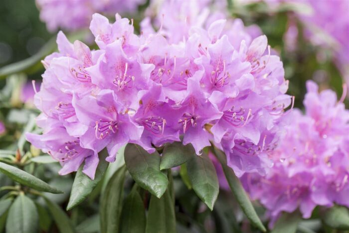 Rhododendron (Azaleea) Grandiflorum este cunoscută pentru florile sale mari și bogate și pentru aspectul său ornamental în grădini și peisaje. 🌸🛒