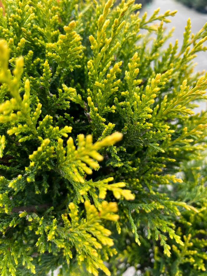 Tuia Pom Pon verde la ghiveci - imagine 2