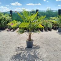 Adăugați o notă tropicală în grădina dvs. cu Palmier Chamaerops Excelsa. Crește în înălțime rapid și formează o coroană frumoasă. 🌴🛒