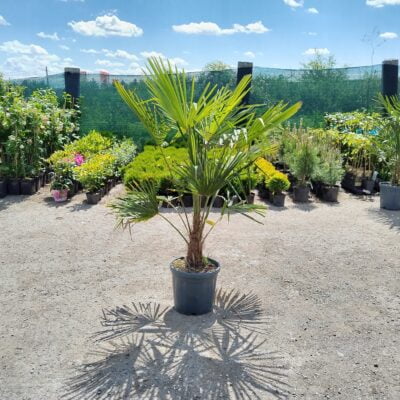 Adăugați o notă tropicală în grădina dvs. cu Palmier Chamaerops Excelsa. Crește în înălțime rapid și formează o coroană frumoasă. 🌴🛒