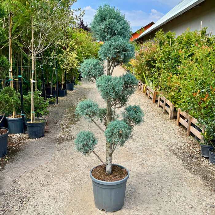 Cupressus Arizonica Pom Pon