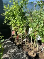 Lonicera (Mana Maicii Domnului) Periclymenum Belgica Select la ghiveci - imagine 2