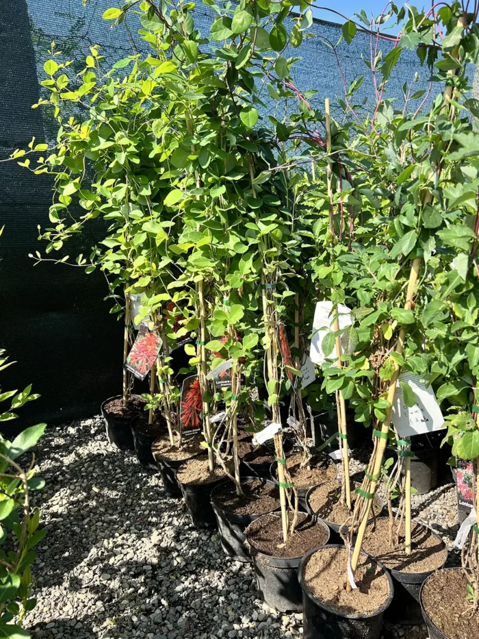 Lonicera (Mana Maicii Domnului) Periclymenum Belgica Select la ghiveci - imagine 2