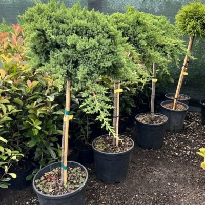 Juniperus are o varietate de utilizări practice și ornamentale. Unele specii sunt cultivate pentru lemnul lor valoros.Comandă acum! 🌿🛒