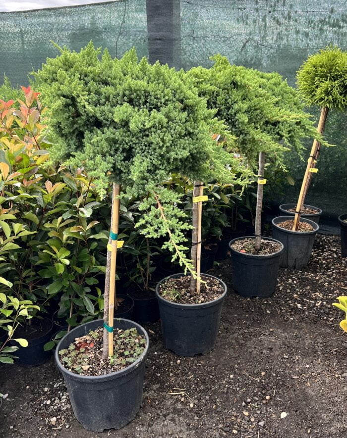 Juniperus are o varietate de utilizări practice și ornamentale. Unele specii sunt cultivate pentru lemnul lor valoros.Comandă acum! 🌿🛒